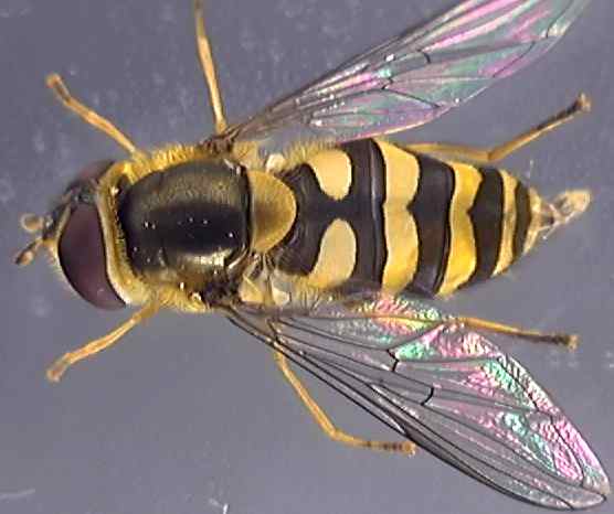 Syrphus vitripennis